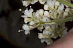 Mapleleaf viburnum